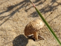 paddestoel op strand.JPG