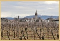 luca-fedele_7631_il-tramonto-wines