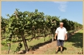 vendemmia Battista II