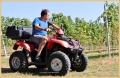 vendemmia-battista_2658_il-tramonto