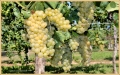 vendemmia-battista_2696_il-tramonto