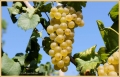 vendemmia-battista_2701_il-tramonto